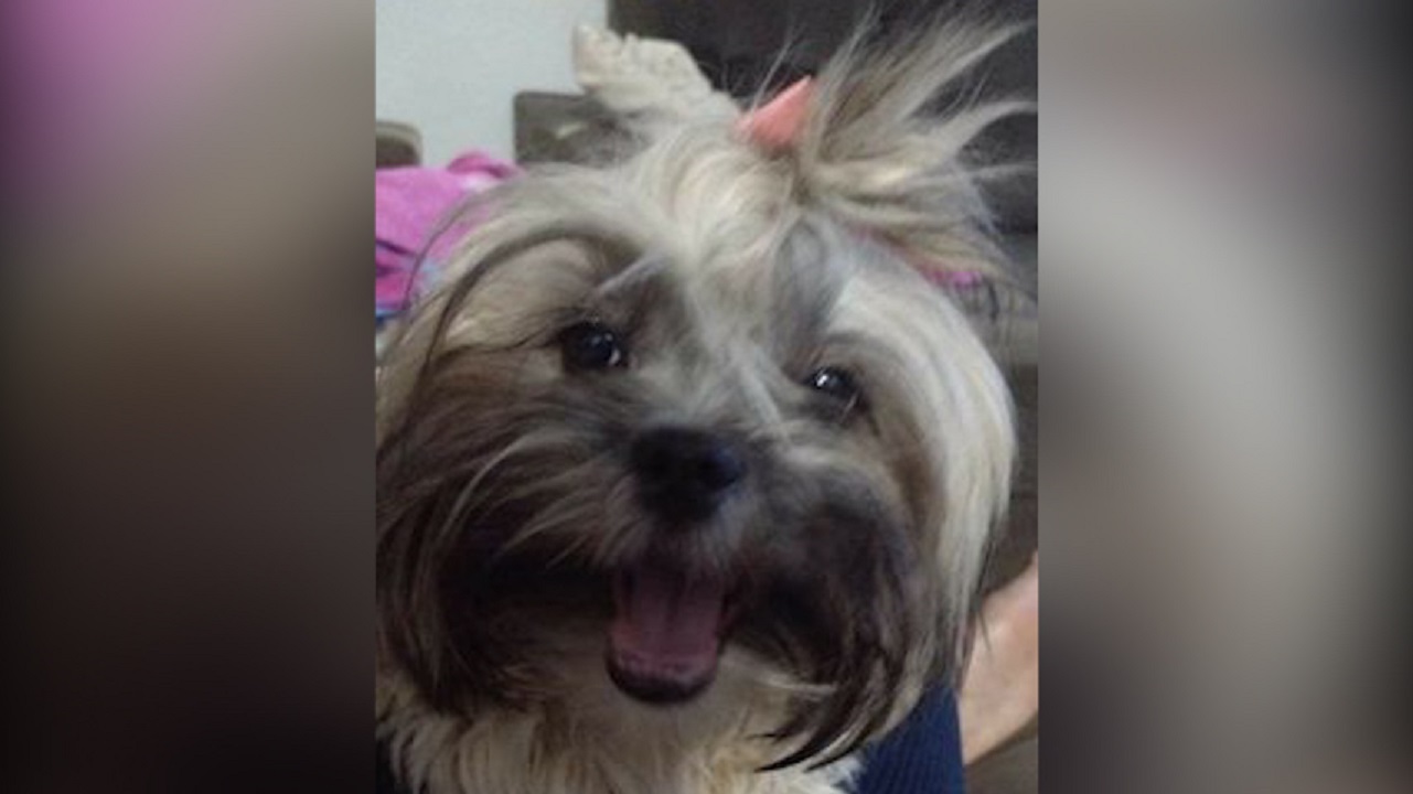 Internauta tenta localizar cachorrinha que sumiu no Bairro Brasmadeira