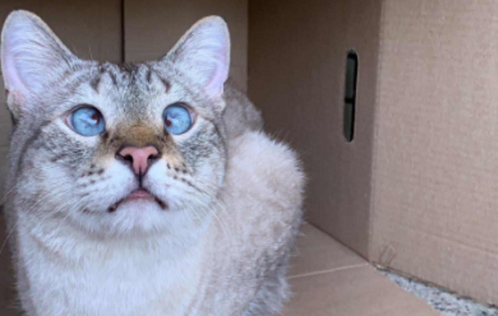 Gato perdido é resgatado nas proximidades do correio da Rua Souza Naves