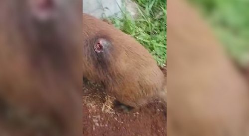 Capivara com enorme ferimento nas costas chama a atenção de quem passeia no Lago Municipal
