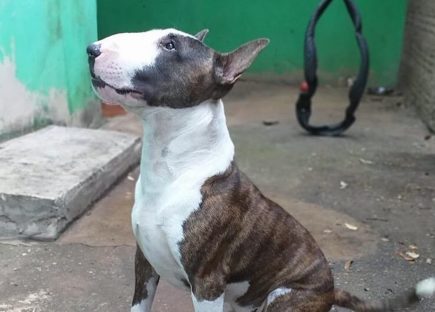 Bull sales terrier shark