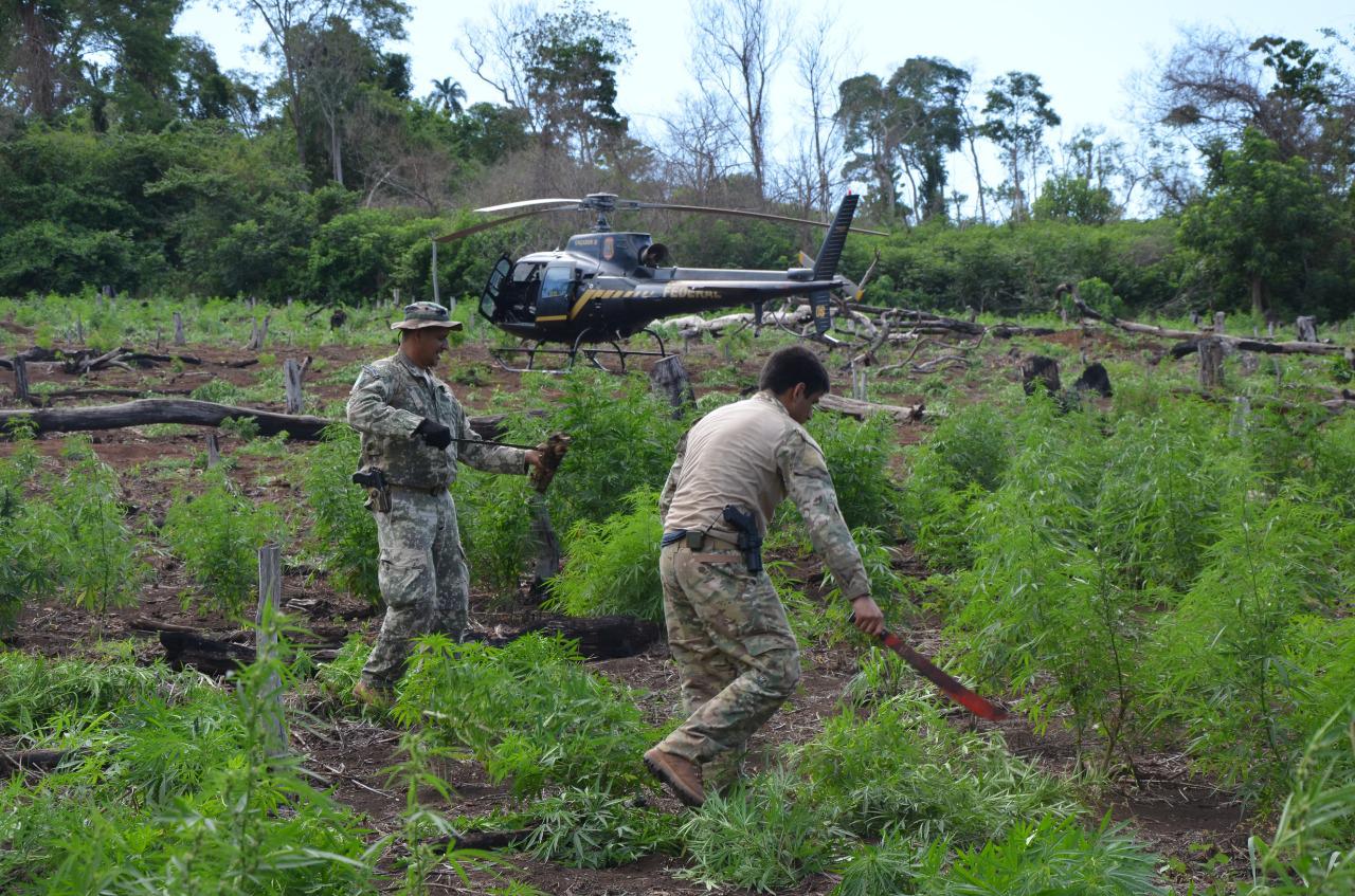 Primeiro dia da Operação Nova Aliança destrói 108 toneladas de maconha no Paraguai