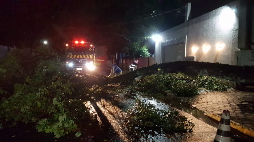 Árvore de grande porte cai e interdita a Rua Érico Veríssimo no Alto Alegre