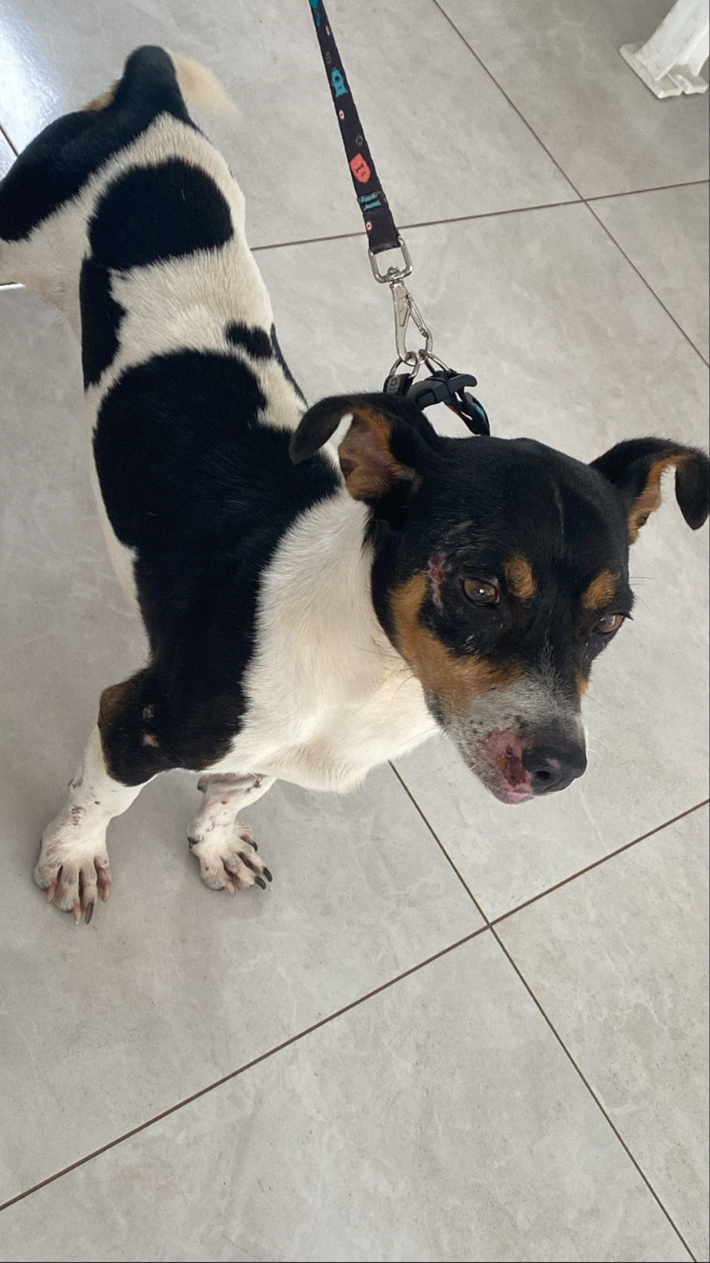 Cachorro foi resgatado na Avenida Brasil