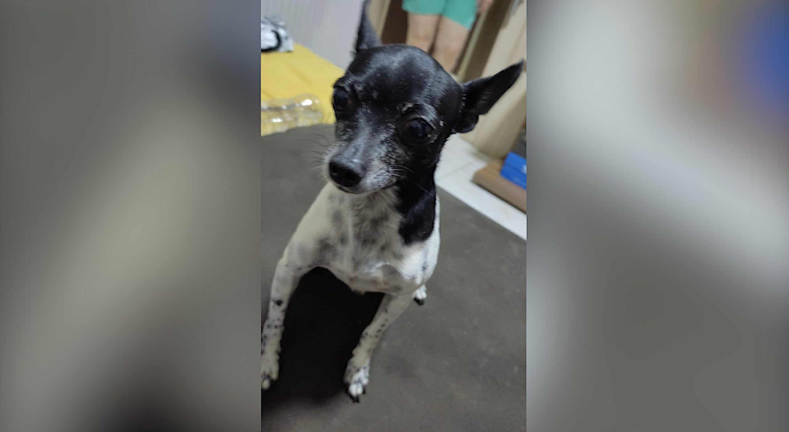Ted desapareceu no Bairro Tropical e donos pedem ajuda para recuperá-lo