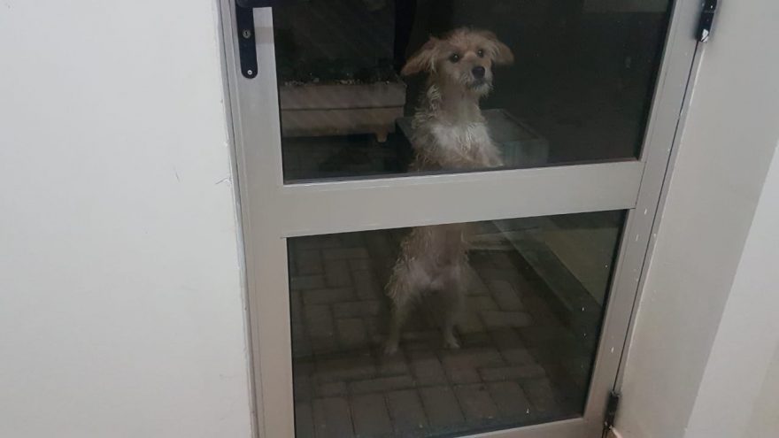Moradora do Bairro Coqueiral registra boletim de ocorrência de abandono de animais