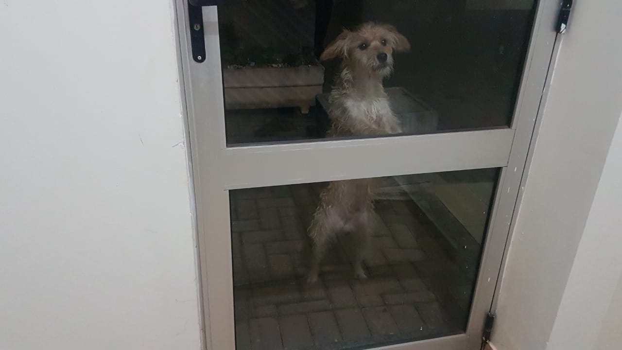 Moradora do Bairro Coqueiral registra boletim de ocorrência de abandono de animais