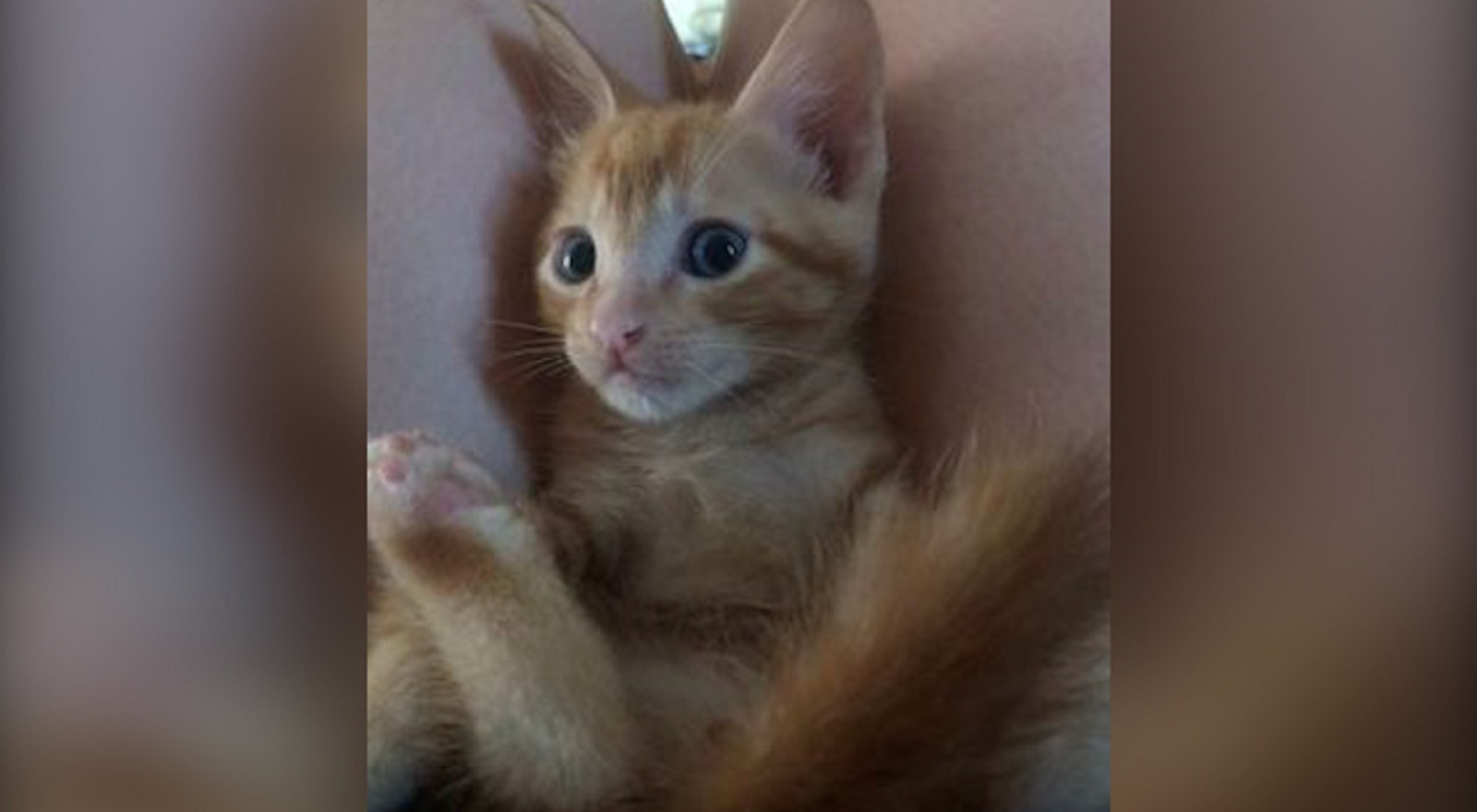 Internauta procura gatinho que sumiu na região do Bairro Cascavel Velho