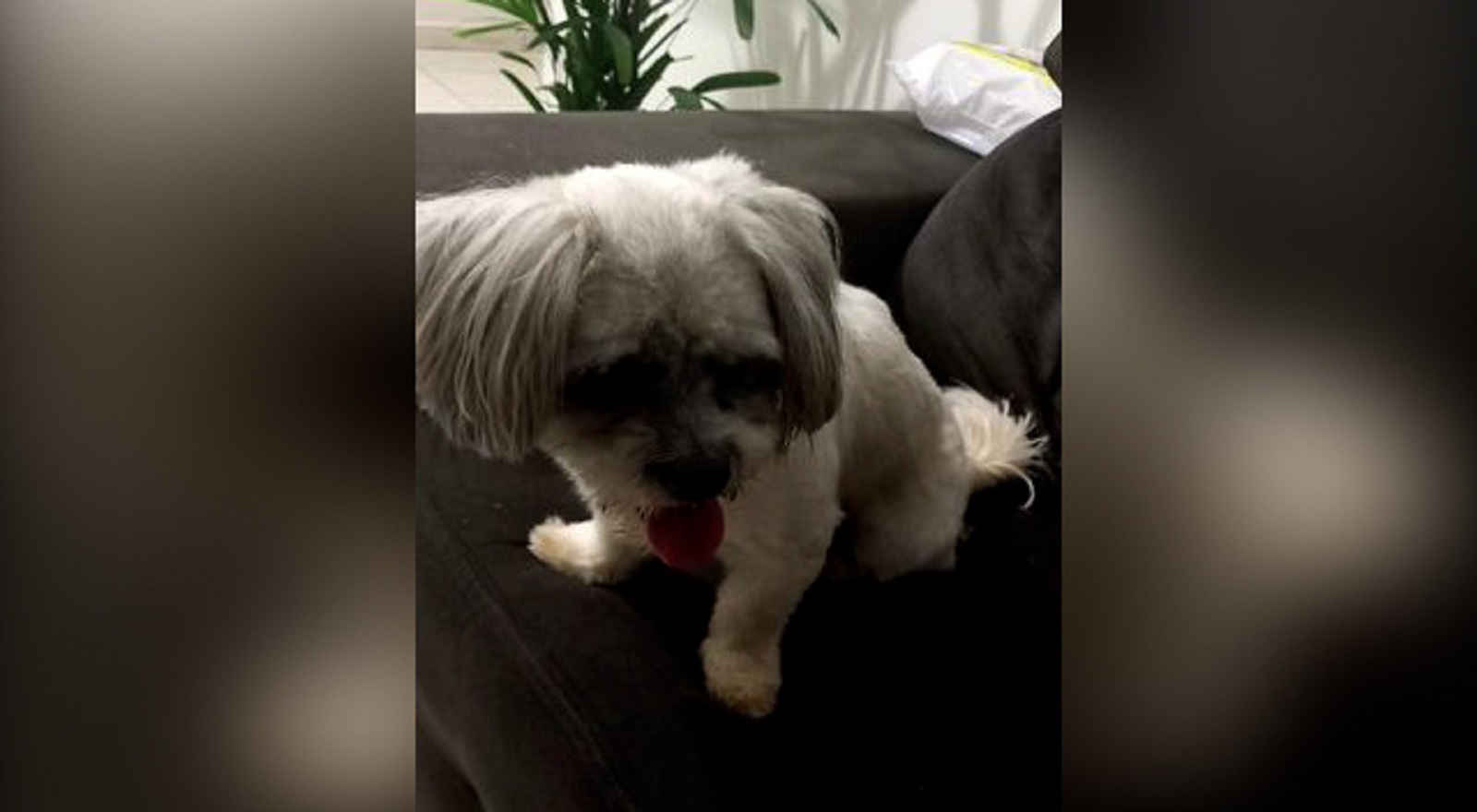 Internauta encontra cão perdido no Bairro Alto Alegre e tenta localizar o dono do animal