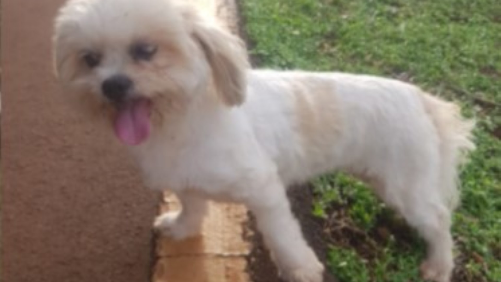 Cachorro é encontrado no Lago Municipal