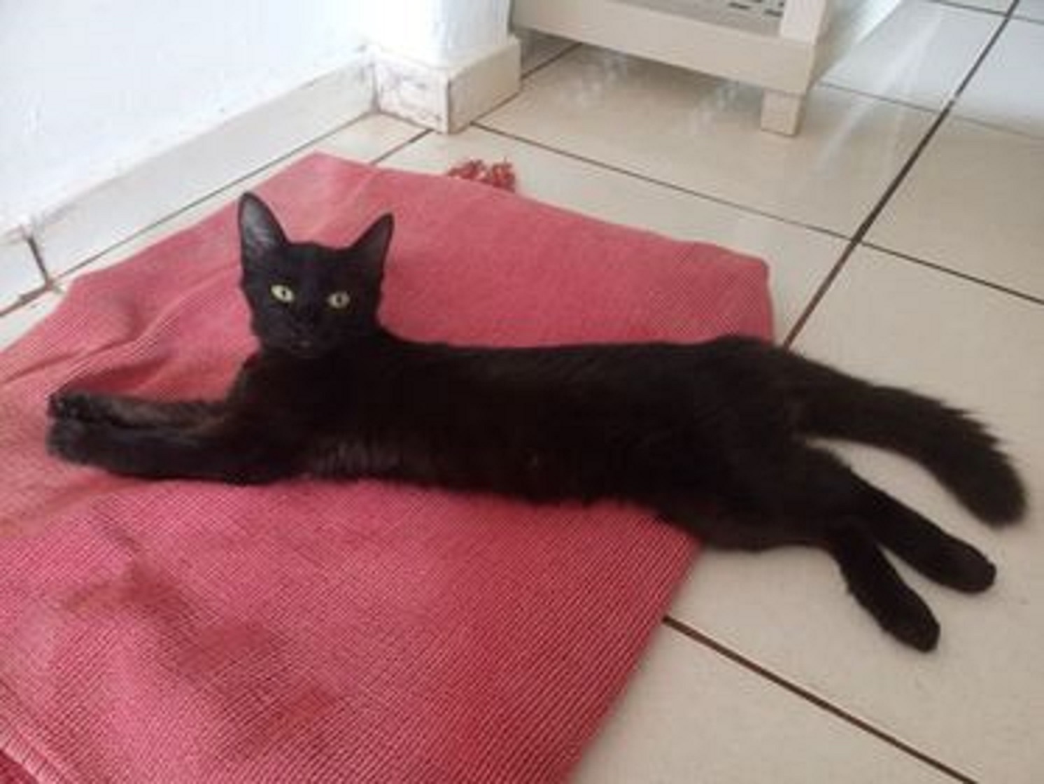 Gatinha sumiu na Região Norte