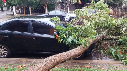 Árvore cai em cima de veículo estacionado na Rua Recife, no Coqueiral