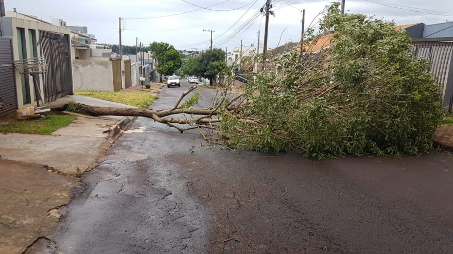 Rua Arlindo Oscar Carelli é totalmente interditada após queda de árvore no Novo Milênio