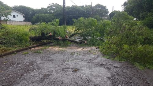 Parte da Rua Santa Catarina fica interditada após queda de árvore