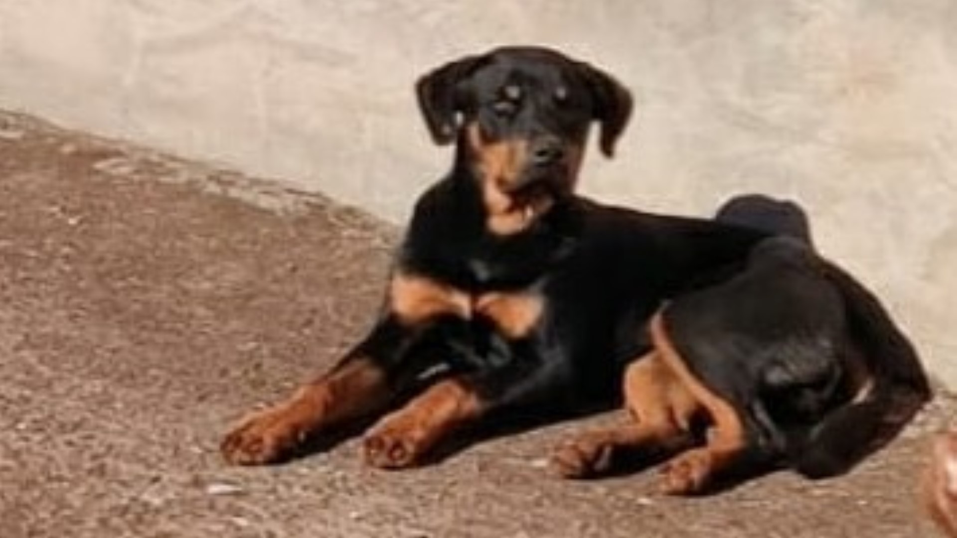 Cachorro Rottweiler fugiu de casa e dono pede ajuda para encontrá-lo
