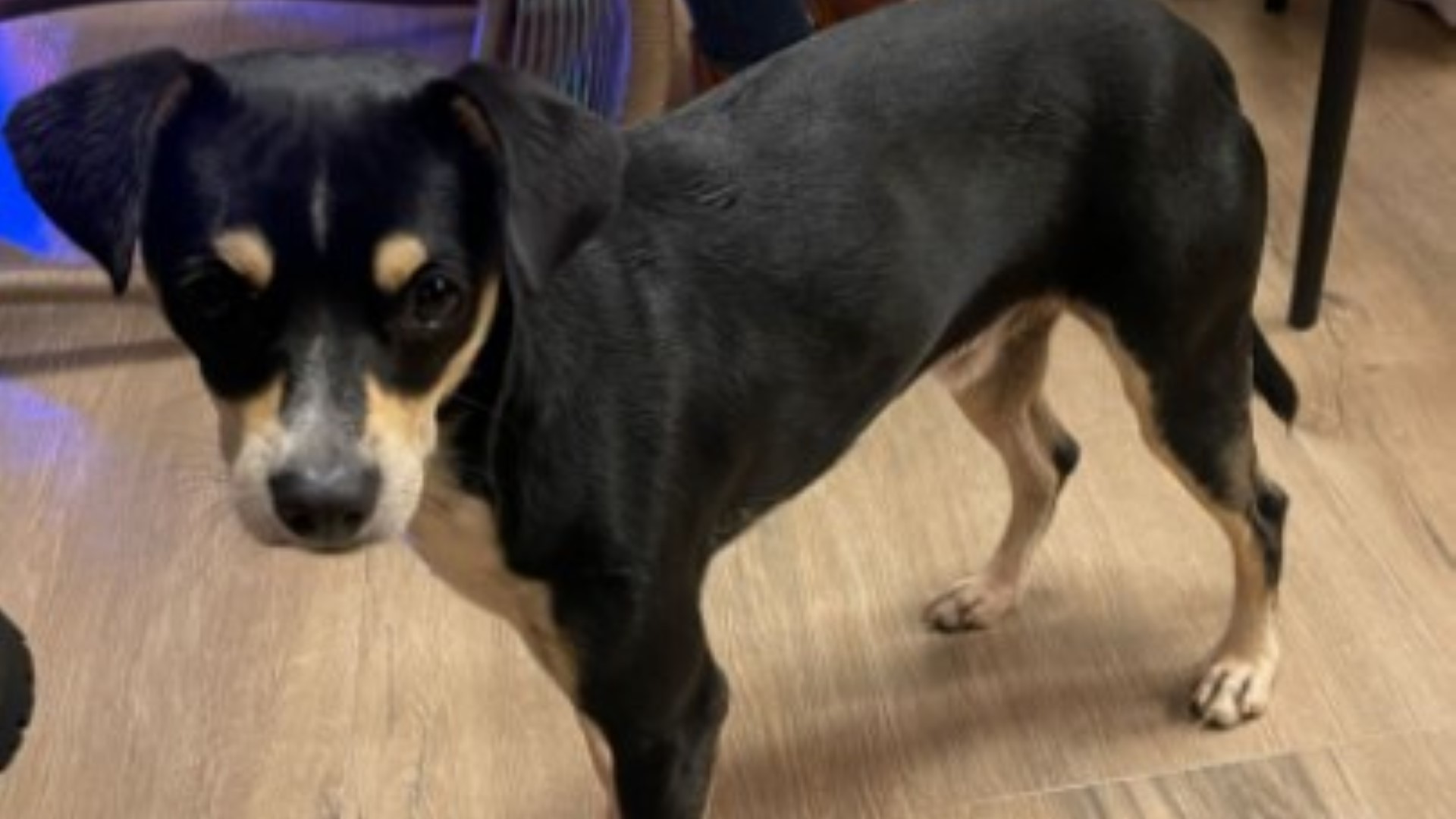 Cachorrinho foi encontrado na região do Lago