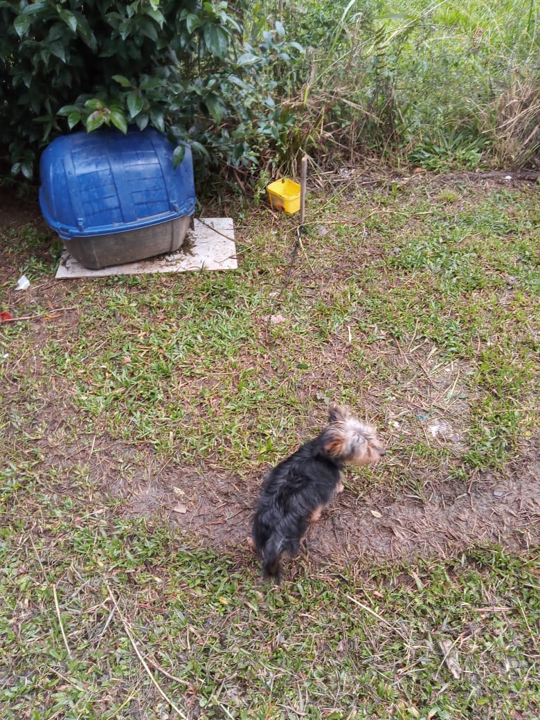 Polícia Civil prende homem em flagrante por maus-tratos a animais em Rio Negrinho