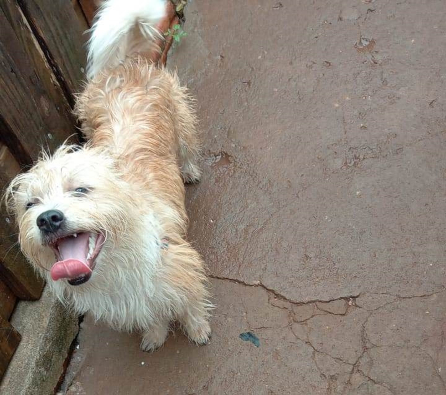 Cachorrinha desapareceu no Floresta