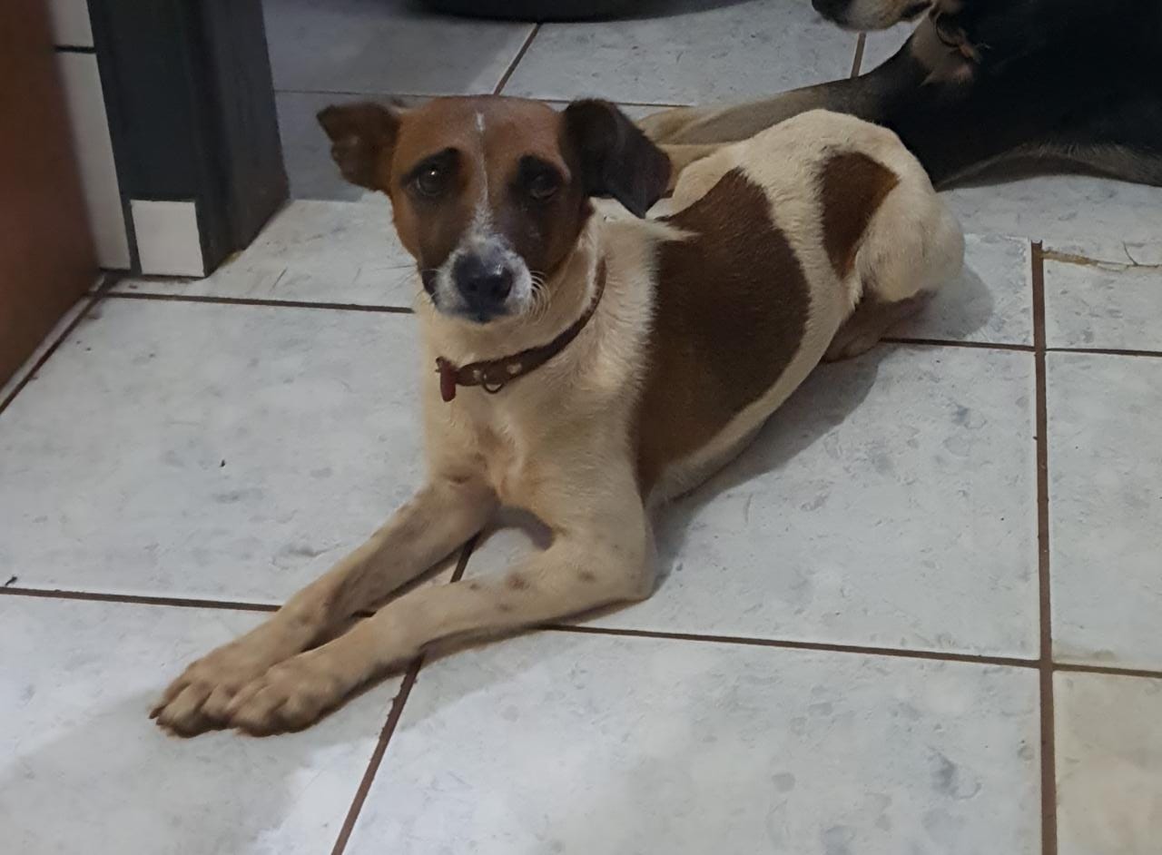 Cadelinha sumiu na Neva