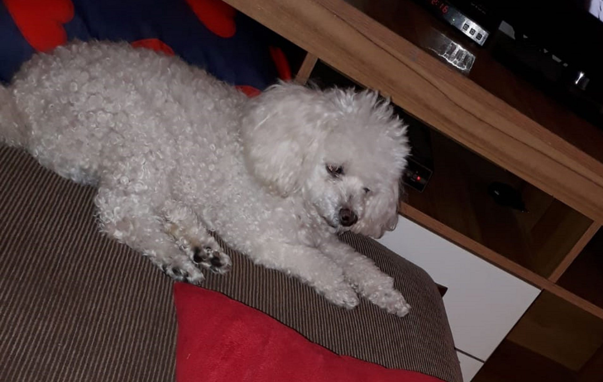 Cachorrinha está sendo procurada no Bairro Cancelli Cachorrinha está sendo procurada no Bairro Cancelli