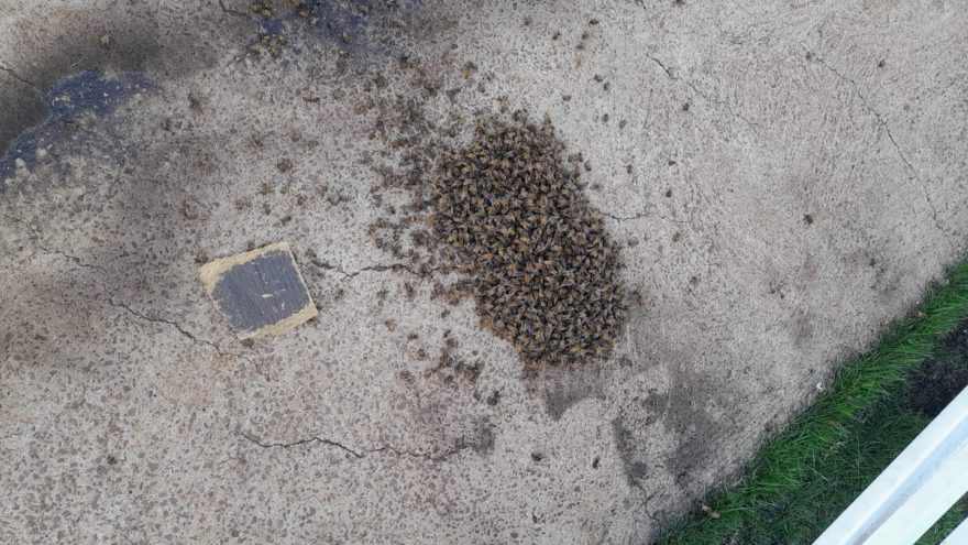 Morador coloca fogo em enxame de abelhas no Riviera e caso é investigado