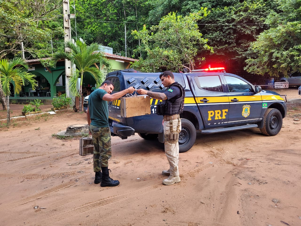 PRF resgata 15 pássaros silvestres e prende homem em Macaíba/RN
