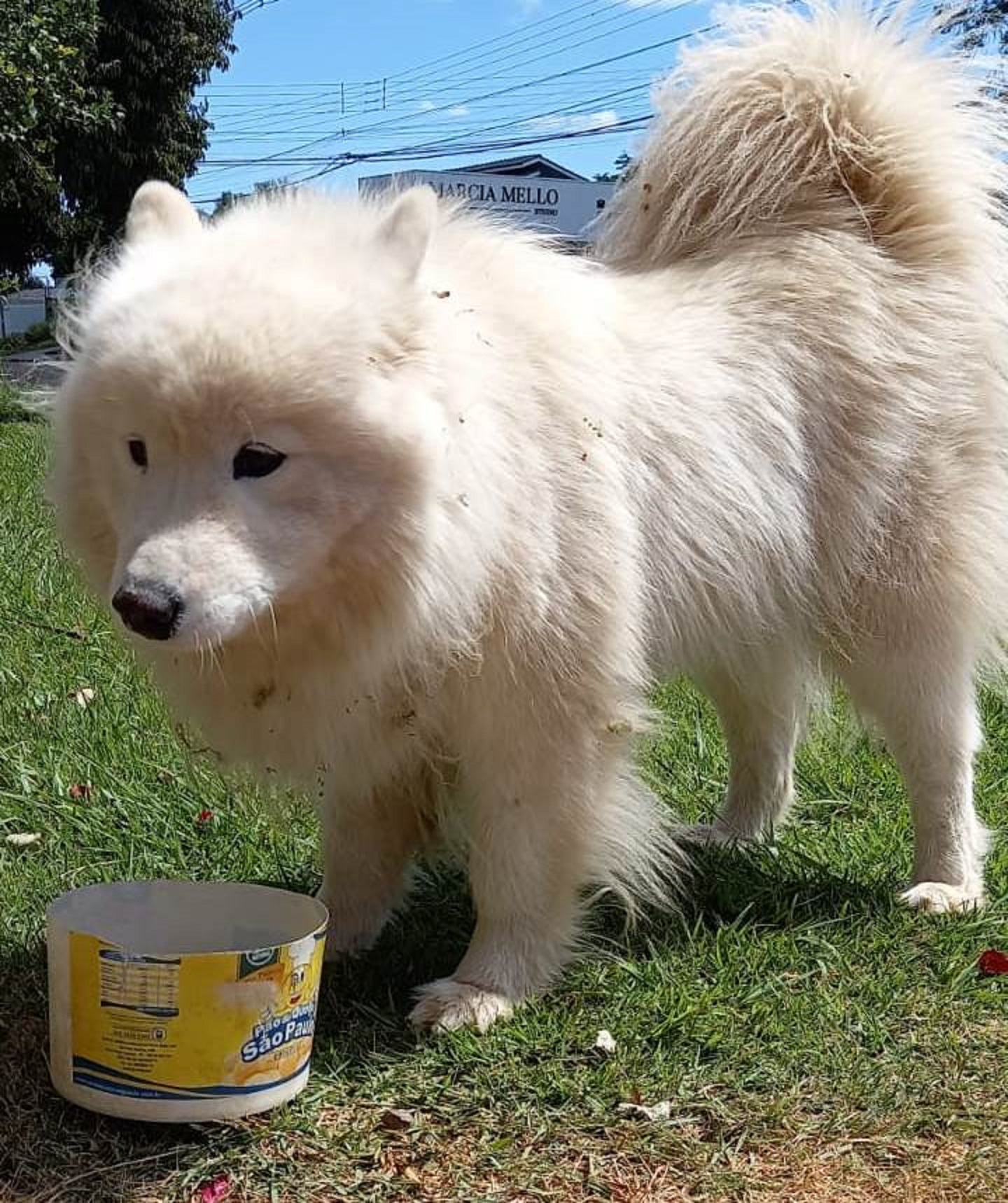 Cachorro foi encontrado no Coqueiral