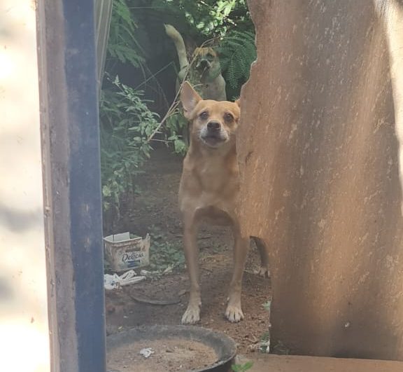 Polícia Civil resgata cães em situação de abandono em Corumbá
