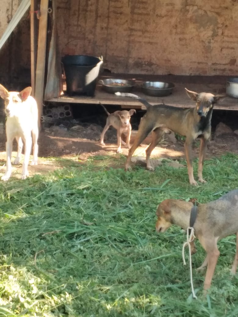 Policiais civis identificam residência com cães com sinais de mais tratos e resgatam filhote