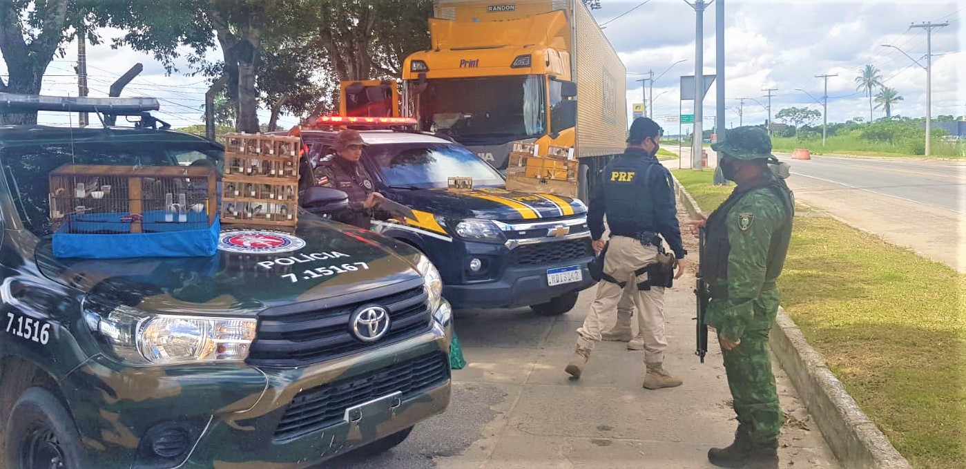 PRF e CIPPA BA flagram crime ambiental e resgatam pássaros silvestres escondidos dentro de cabine de caminhão dos Correios