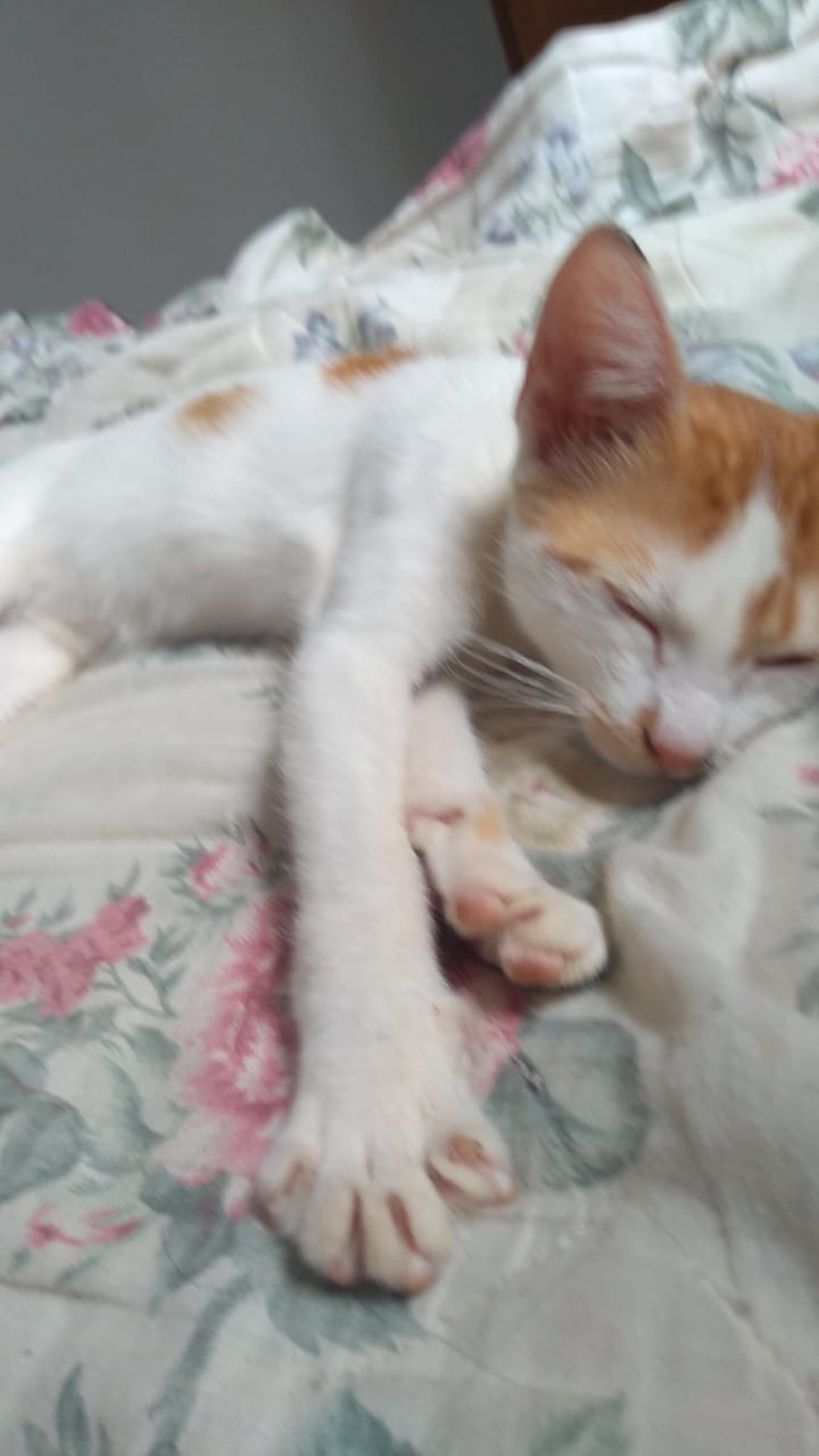 Gatinho sumiu no Periolo