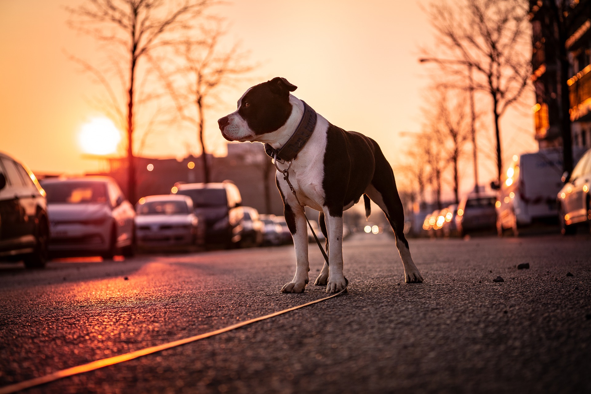 Durante vendaval portão é aberto com o vento, Pitbull escapa e mata homem