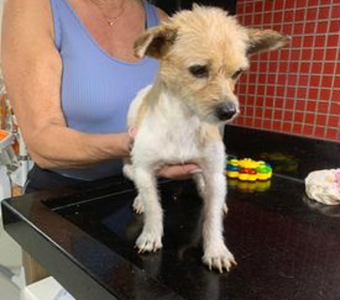 Internauta encontra cachorrinha no Bairro Maria Luiza Internauta encontra cachorrinha no Bairro Maria Luiza
