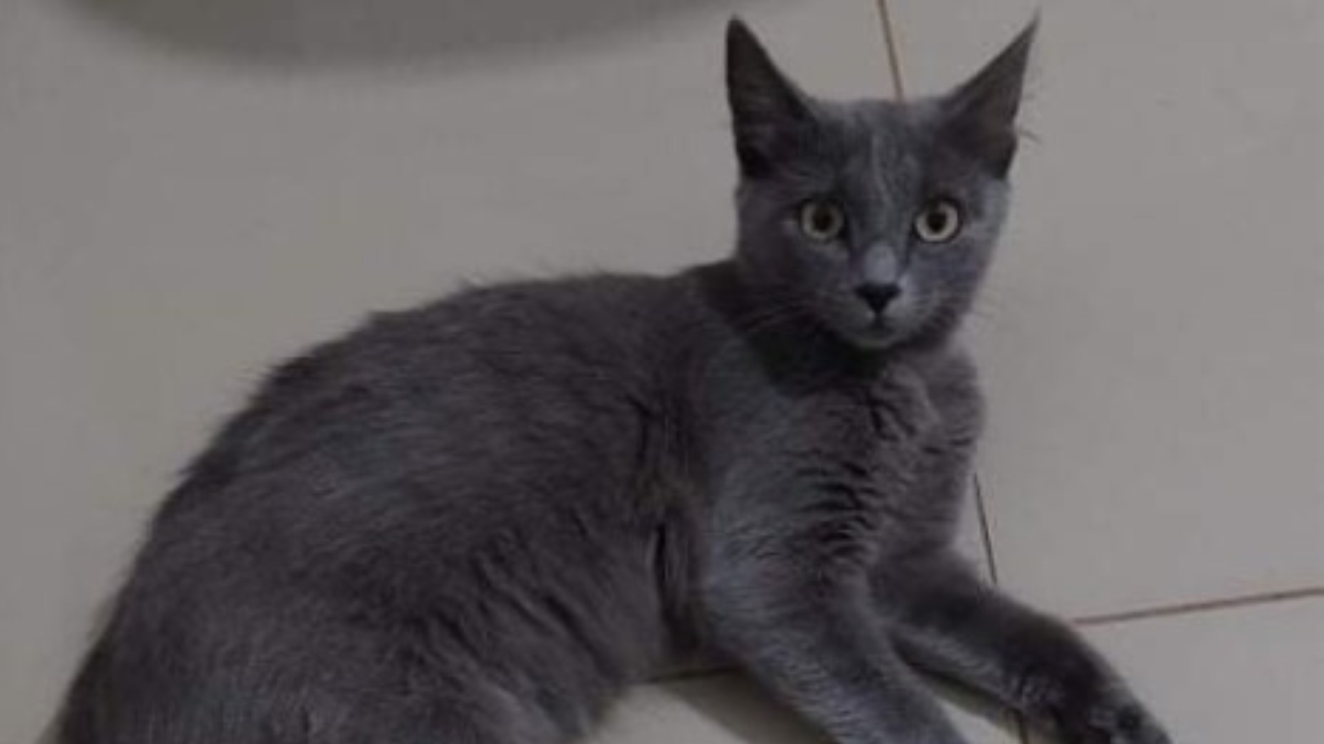 Gata Magali fugiu na região do Bairro Santa Felicidade