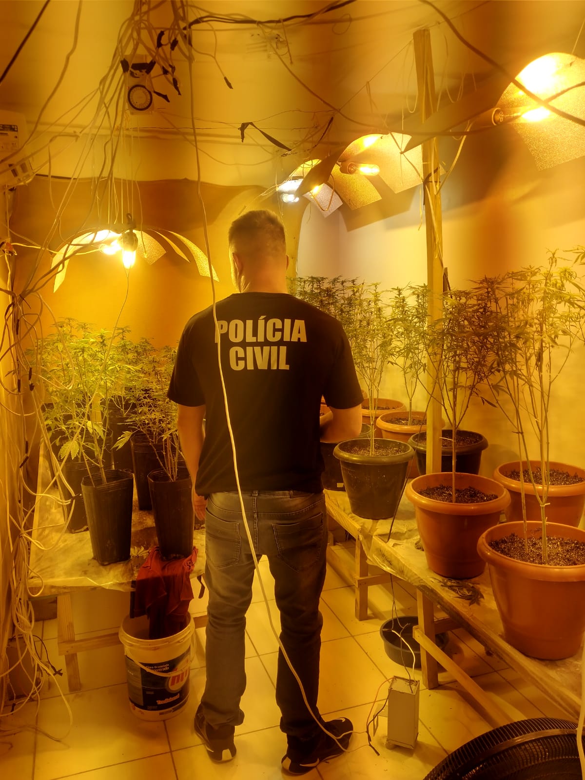 Polícia Civil localiza estufa para produção de maconha e faz prisão em Itajaí