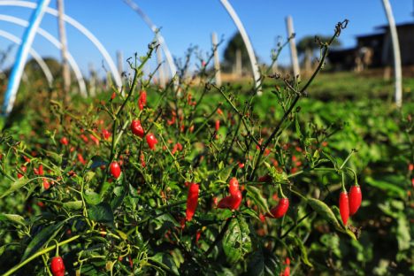 Pesquisas do IDR-Paraná buscam tecnologias para impulsionar a agricultura orgânica Imagem referente a Pesquisas do IDR-Paraná buscam tecnologias para impulsionar a agricultura orgânica