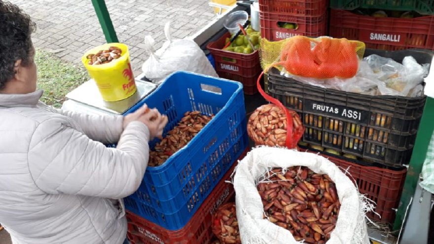 O frio chegou e o pinhão também! Feirinha do produtor amanhece bastante movimentada em Cascavel