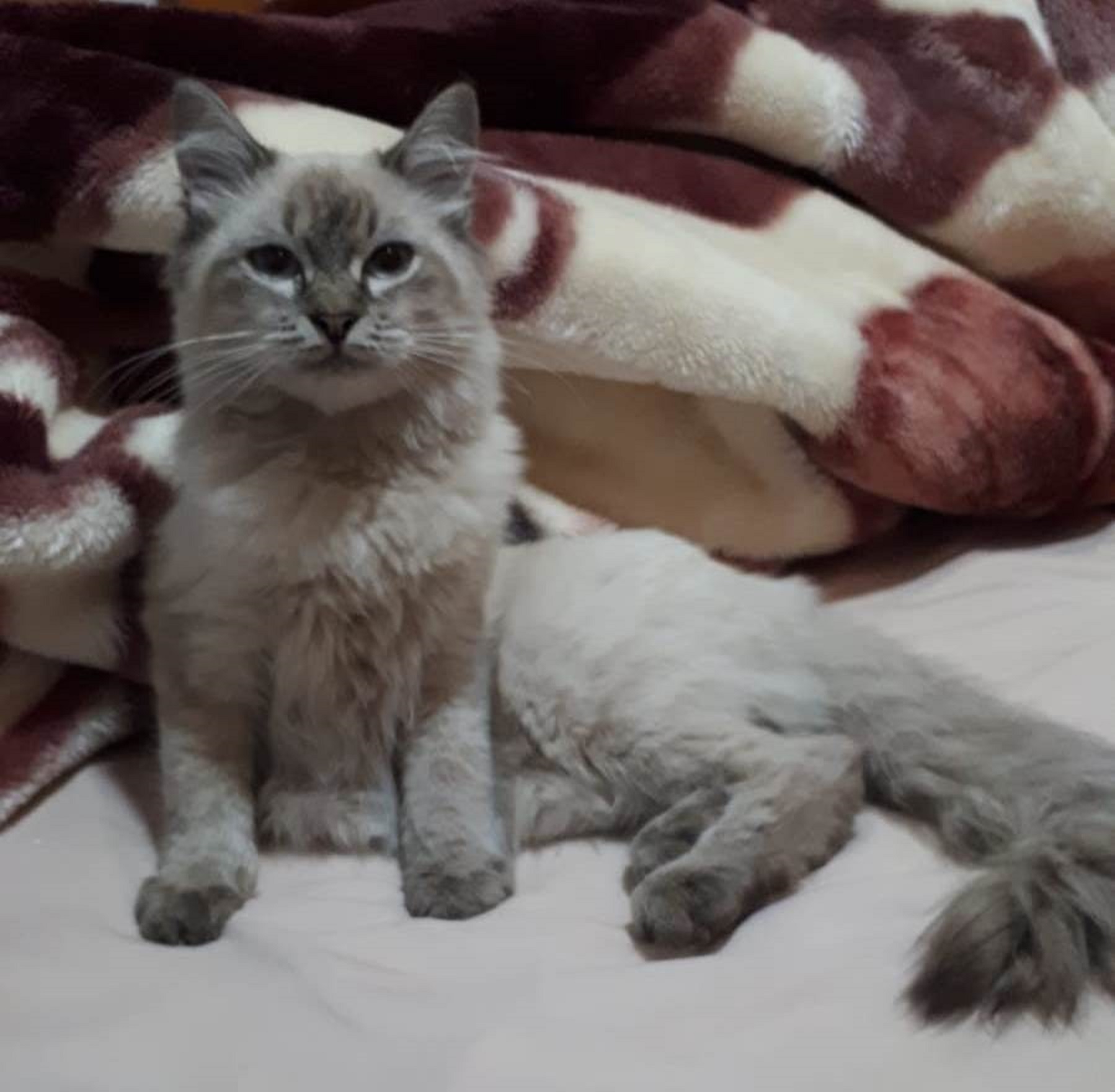 Gatinho é resgatado na Tito Muffato