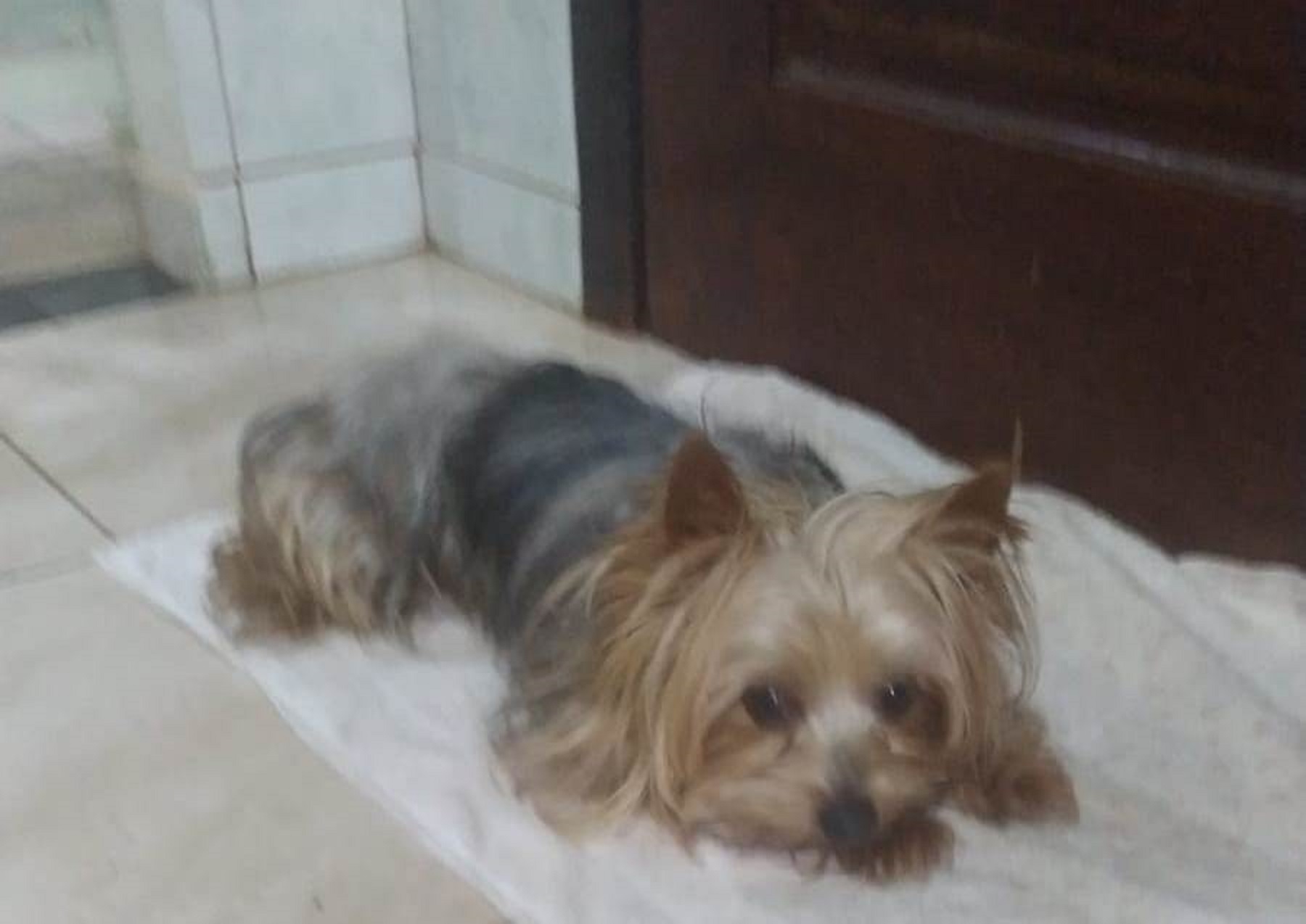 Cachorro é resgatado no Clarito