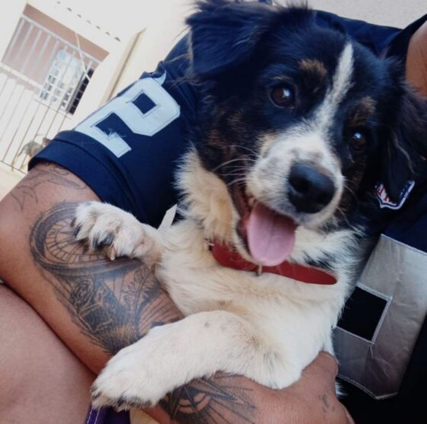 Motoboy flagra dono abandonando cão e salva animal em Apucarana