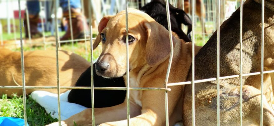 O seu melhor amigo está te esperando; feira de adoção de animais acontece hoje (03)