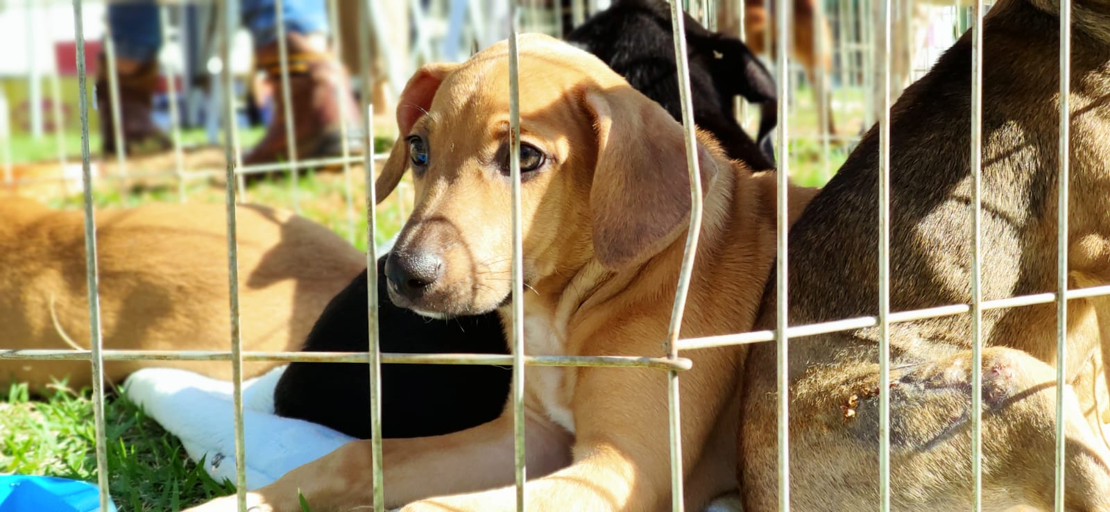 O seu melhor amigo está te esperando; feira de adoção de animais acontece hoje (03)