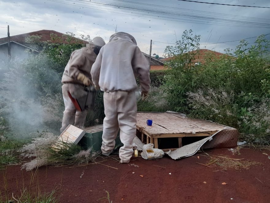Defesa Civil e Secretaria do Meio Ambiente removem enxame de abelhas no Conjunto Riviera