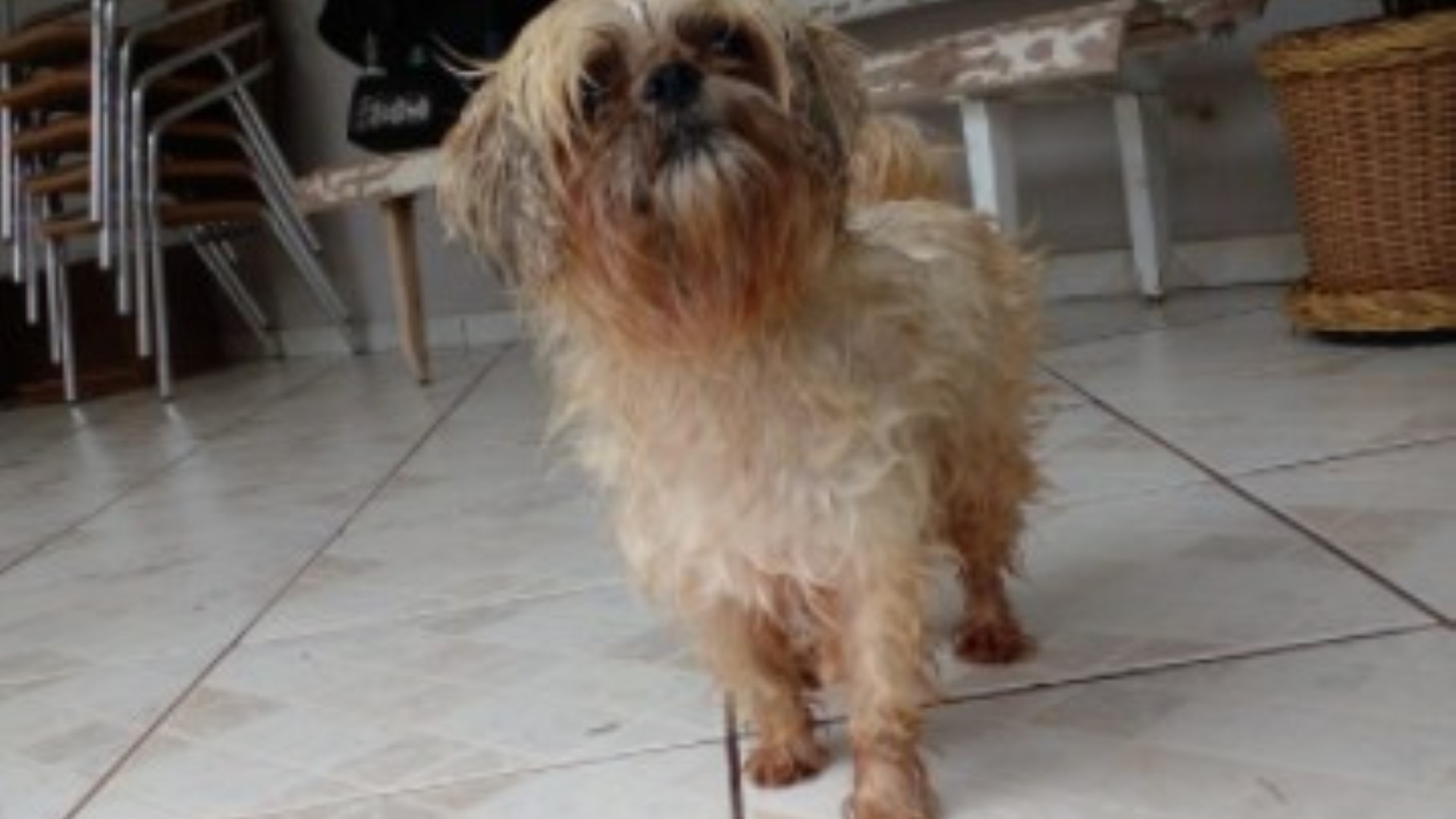 Cachorro Shih-Tzu foi encontrado no Universitário