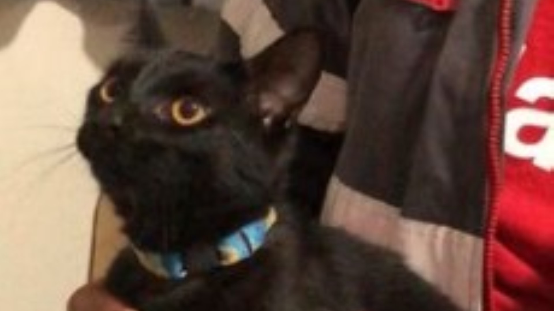 Gato com coleira é encontrado no Florais do Paraná