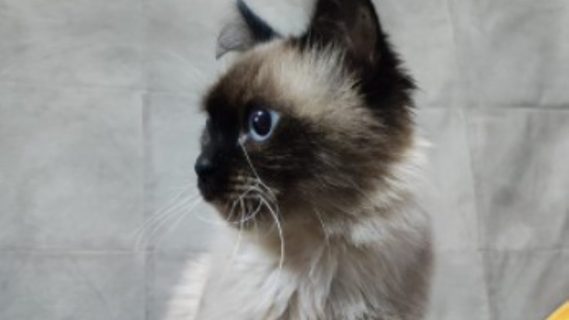 Gatinha está desaparecida no Santa Cruz
