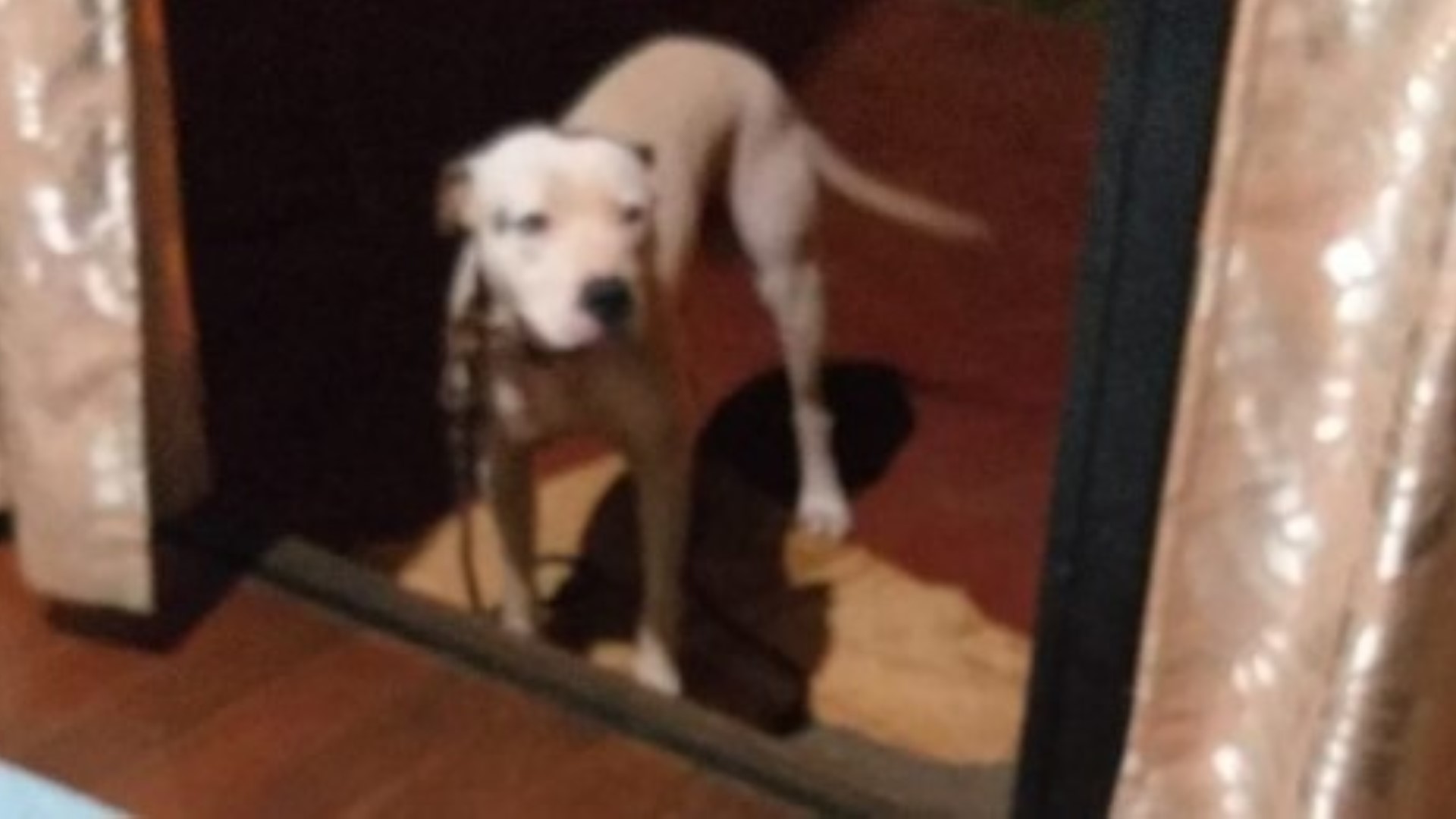 Cachorro “Thor” está desaparecido no Bairro Cancelli