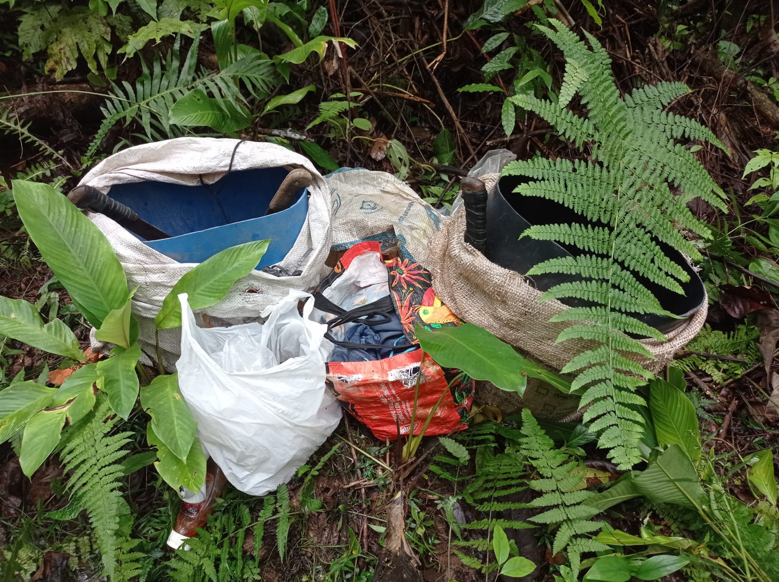 Polícia Ambiental prende procurado por sequestro em ação de combate à extração ilegal de palmito
