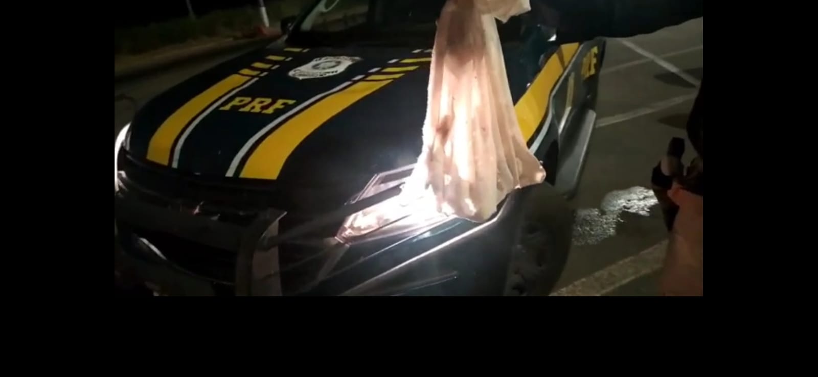 PRF prende homem por crime ambiental na BR 060
