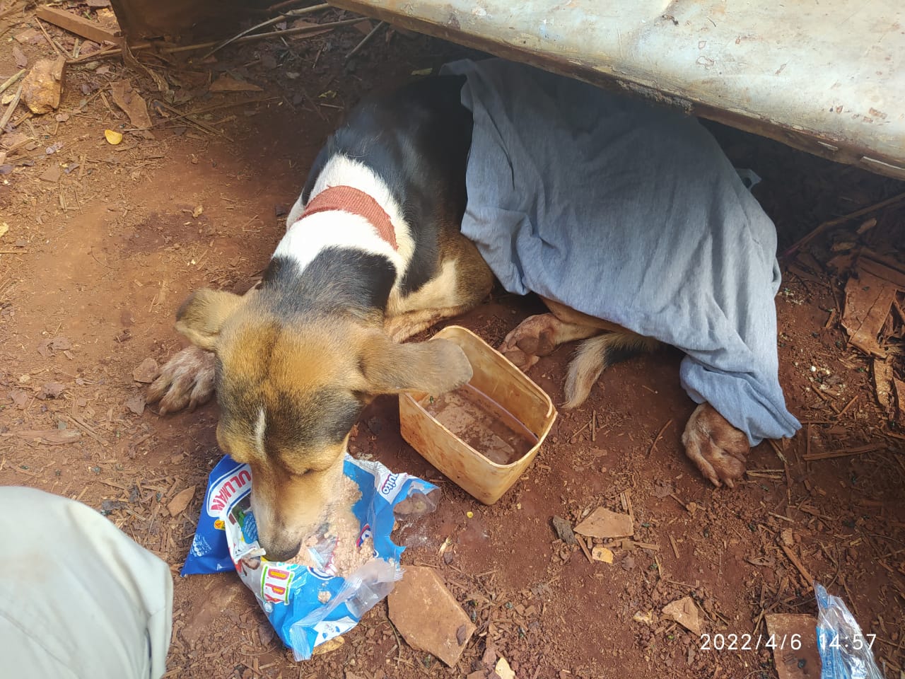 PRF resgata 18 animais que eram mantidos sob condições cruéis