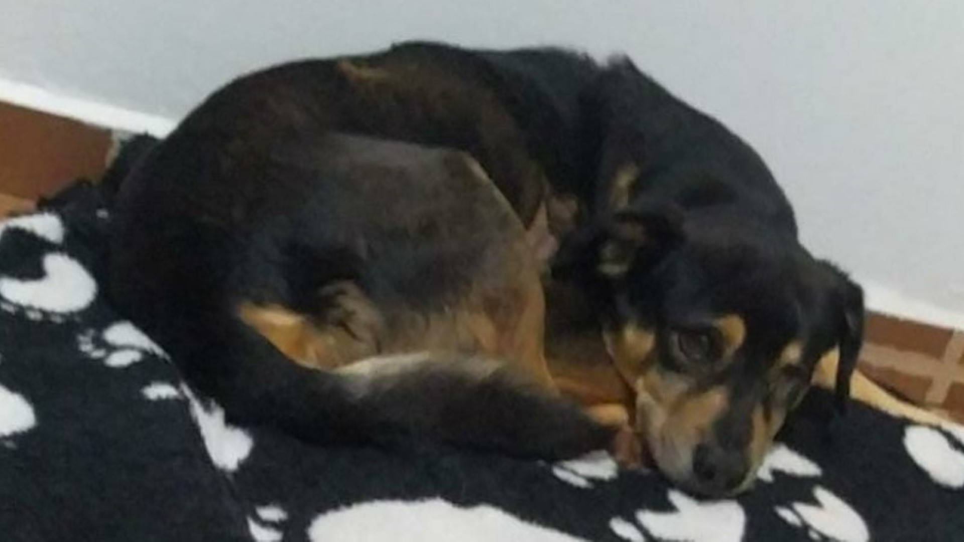 Cachorrinho “Jhon” só tem um olho e está perdido, donos pedem ajuda para encontrá-lo
